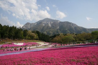 芝桜の丘