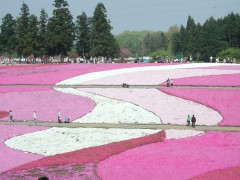 芝桜の丘